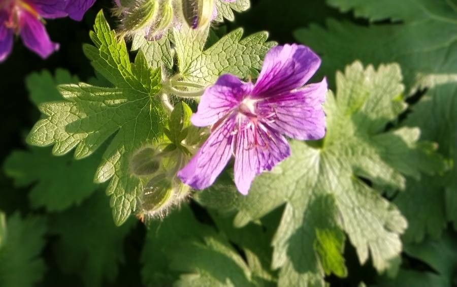 Geranium ibericum — search result for 'Geraniaceae'