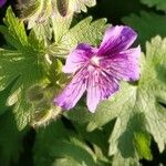Geranium ibericum