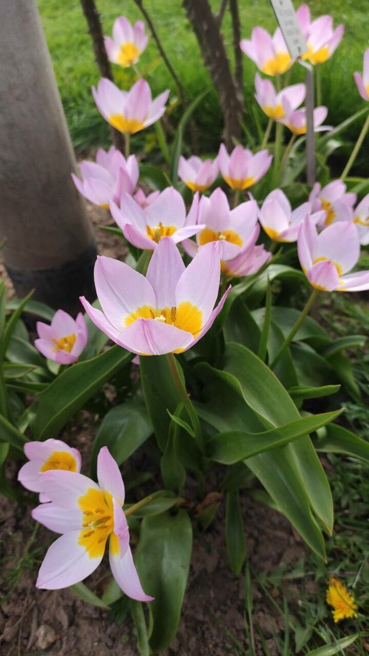 Tulipa saxatilis habit