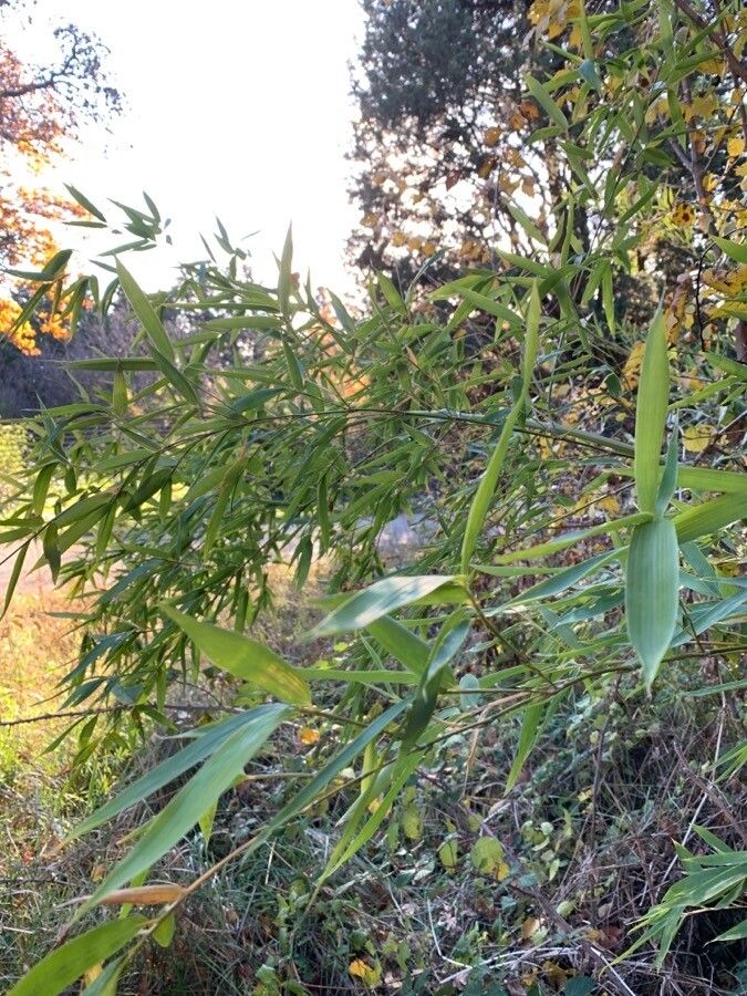 Phyllostachys sulphurea habit
