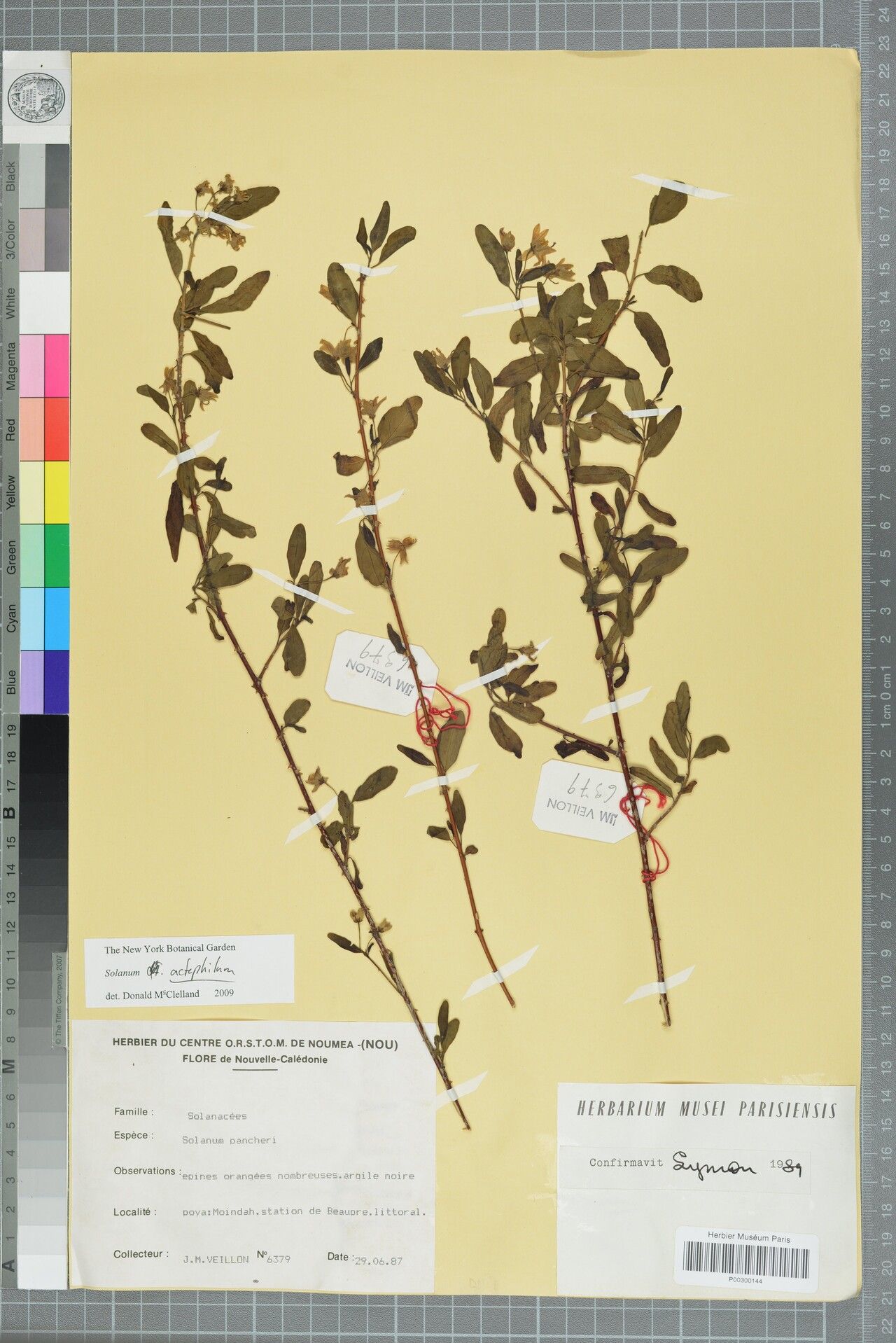 Solanum actephilum — houseplant care guide