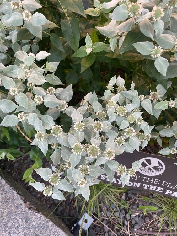 Pycnanthemum muticum flower