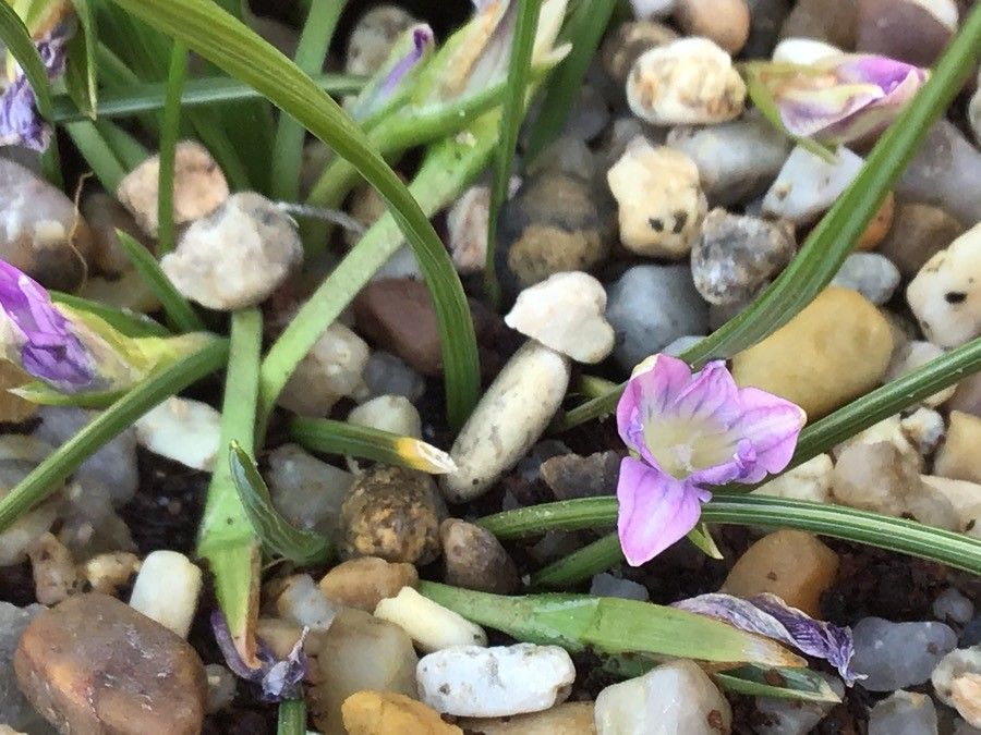 Romulea clusiana flower