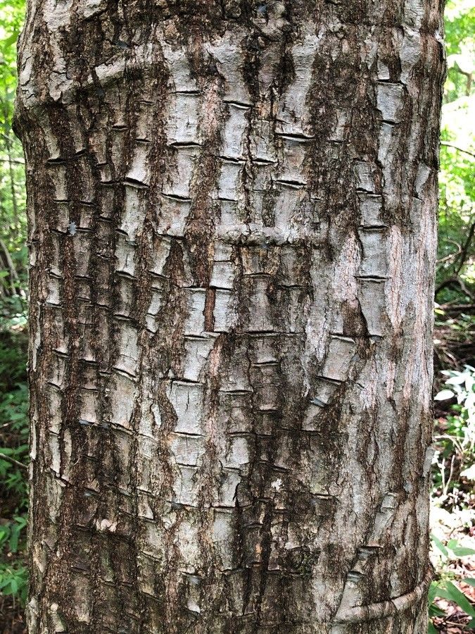 Sapium glandulosum bark