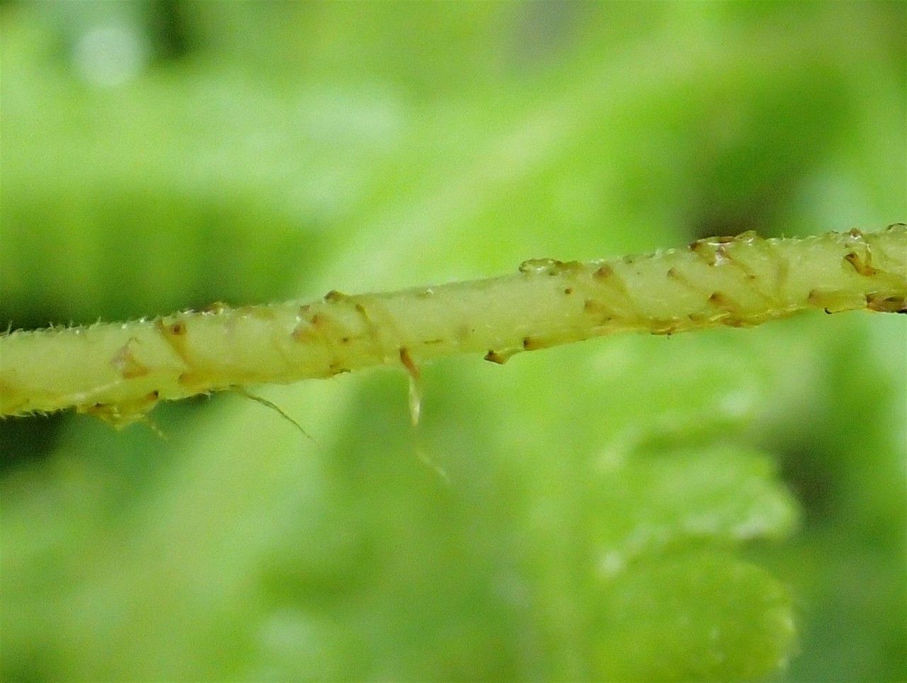 Phegopteris connectilis bark