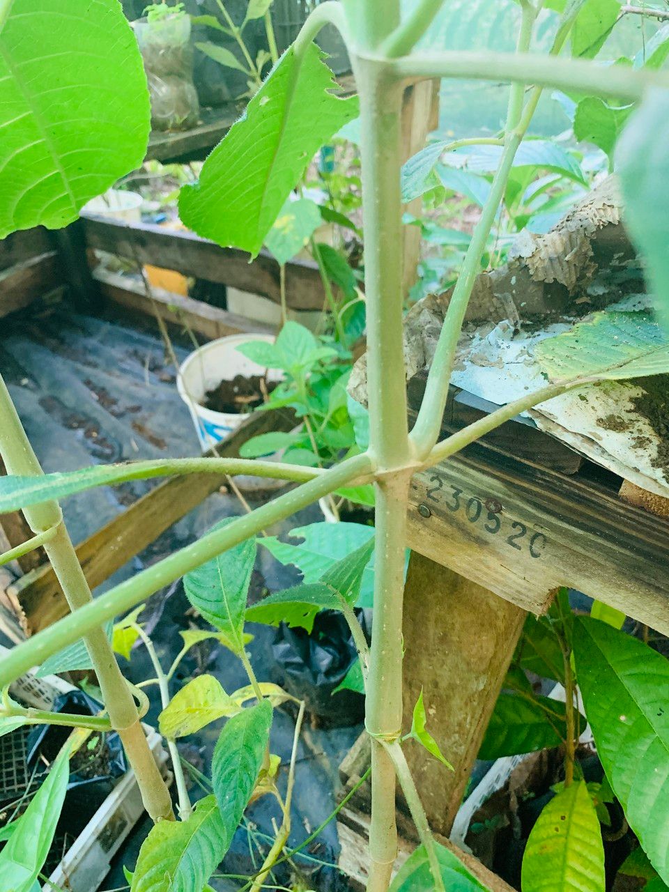 Trichanthera gigantea bark