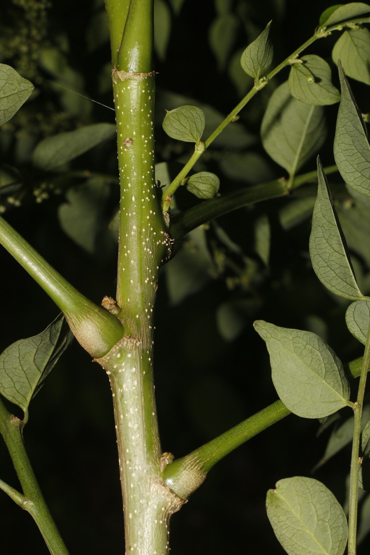 Phyllanthus anisolobus fruit