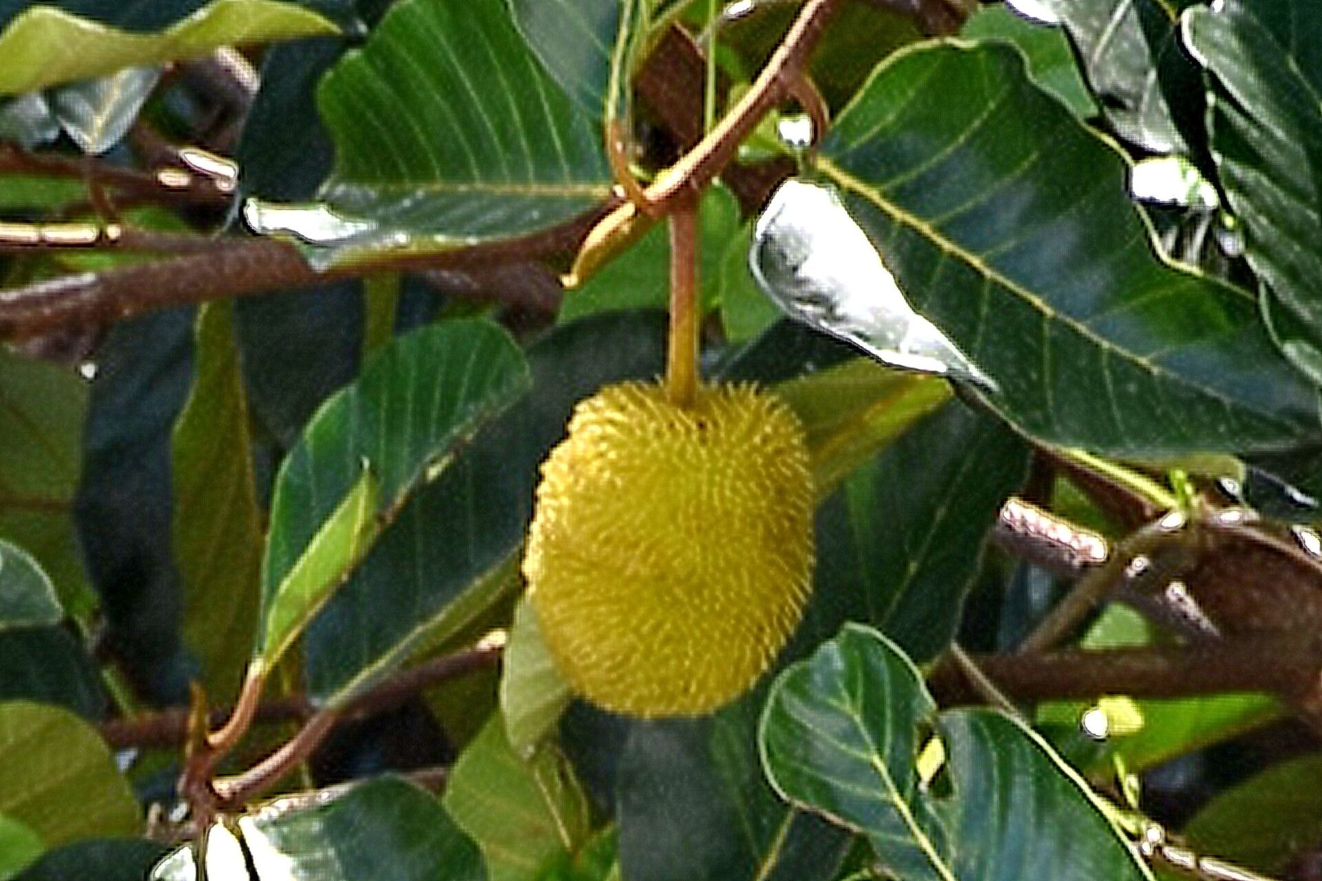 Artocarpus hirsutus fruit