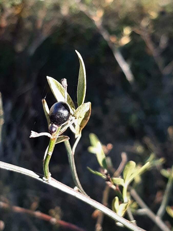 Jasminum fruticans fruit