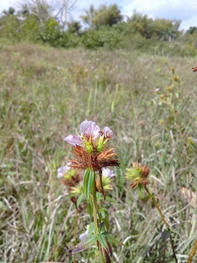 Pterolepis glomerata fruit