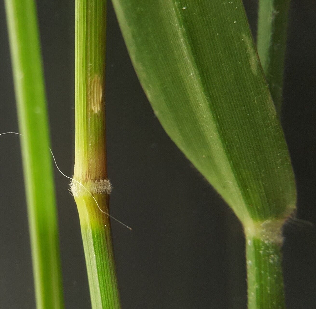 Urochloa glumaris bark