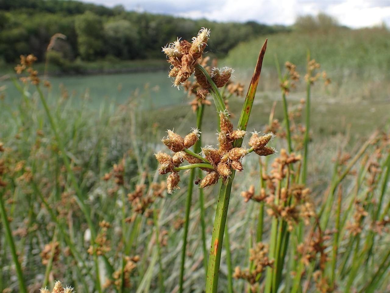 Schoenoplectus triqueter fruit