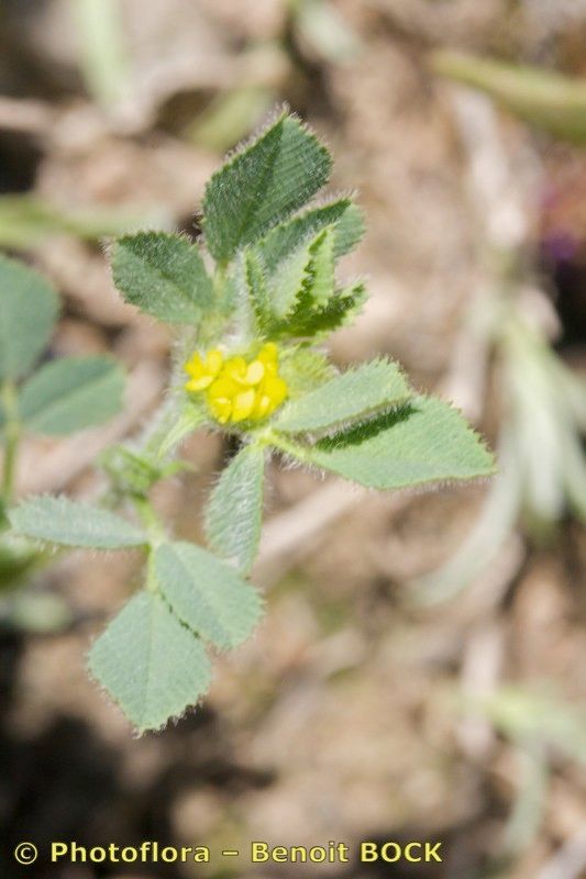 Medicago ovalis other