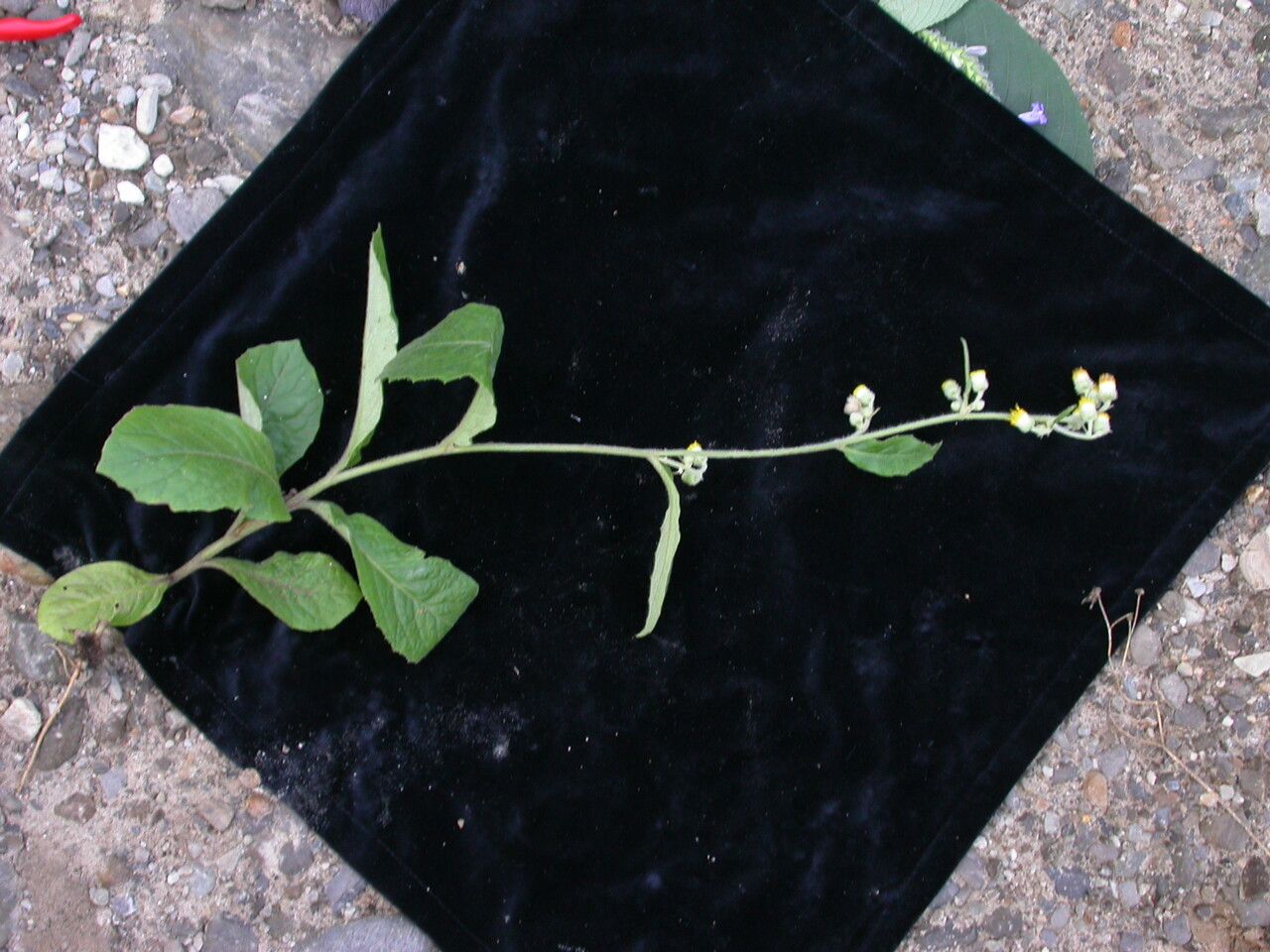 Blumea hieraciifolia habit