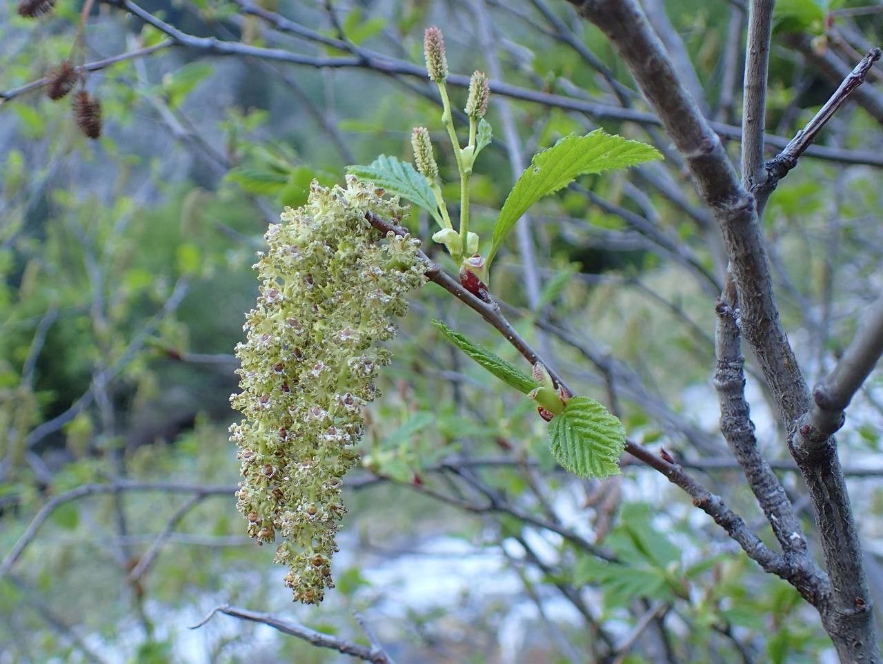 Alnus alnobetula fruit