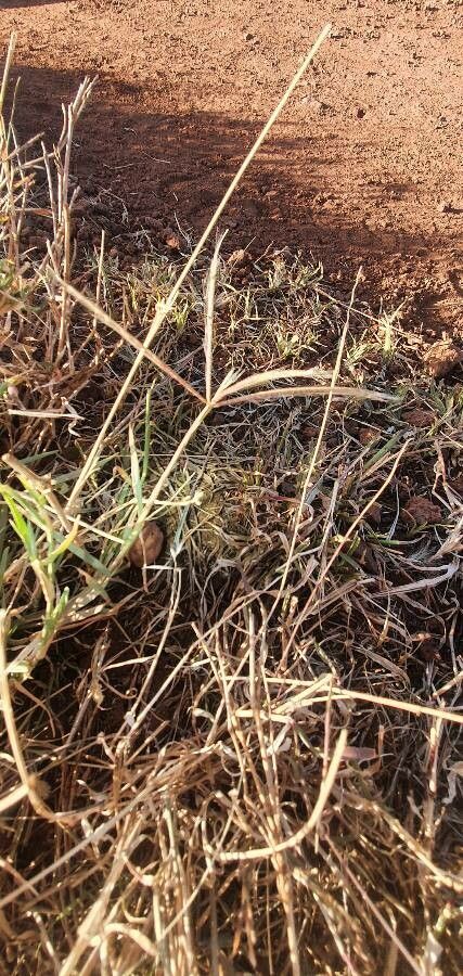 Chloris pycnothrix flower