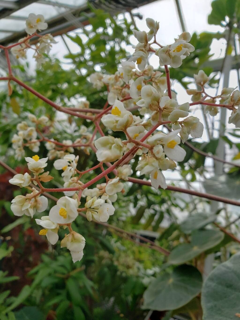 Begonia pernambucensis flower