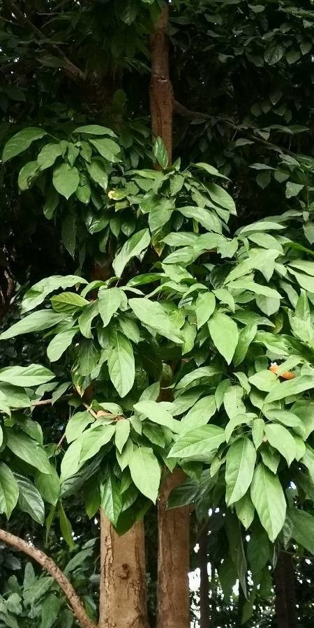 Scaphium scaphigerum leaf