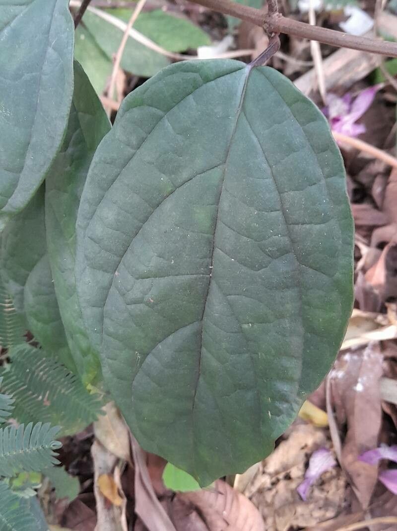 Clerodendrum × speciosum leaf