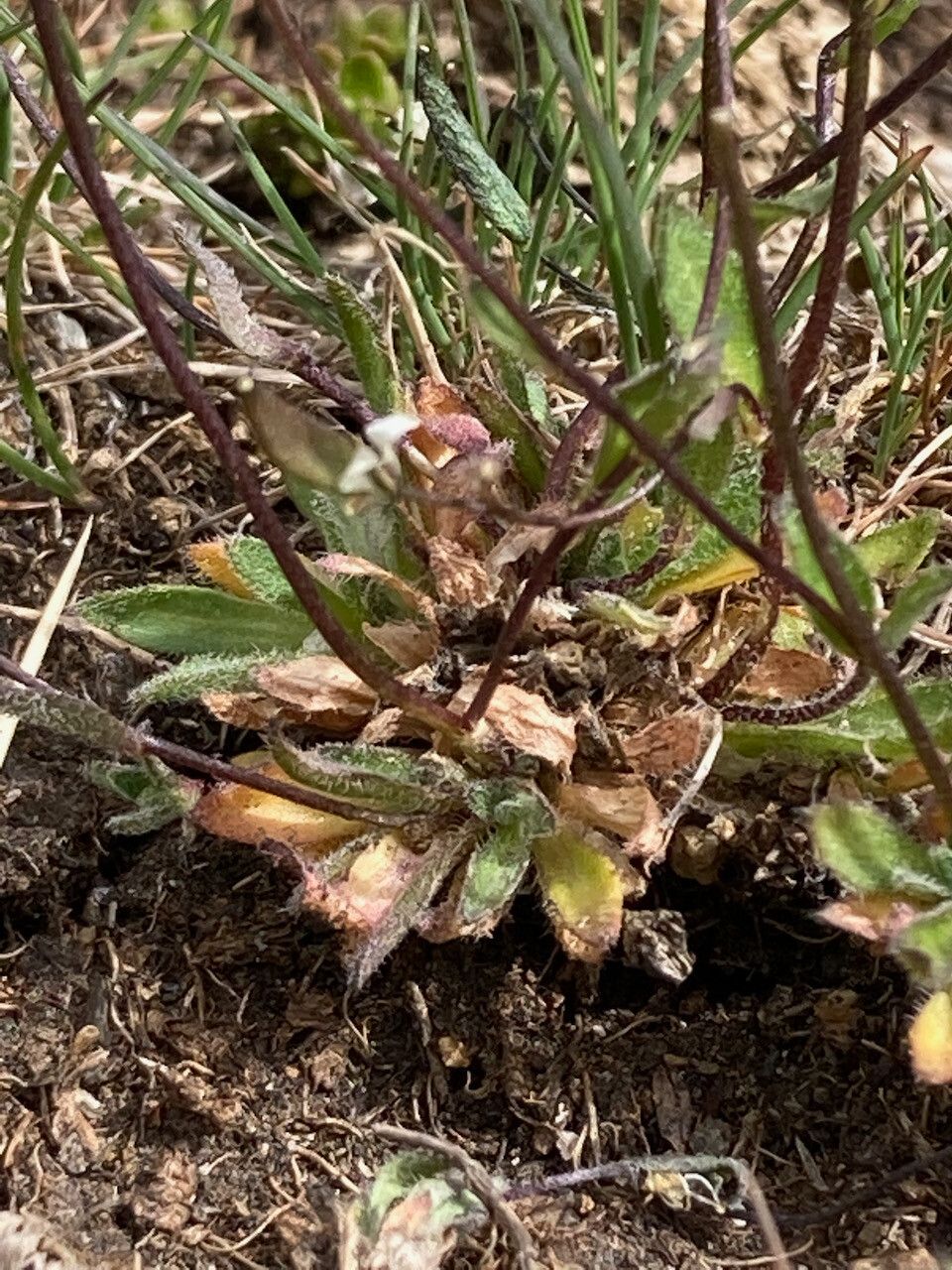 Draba siliquosa leaf