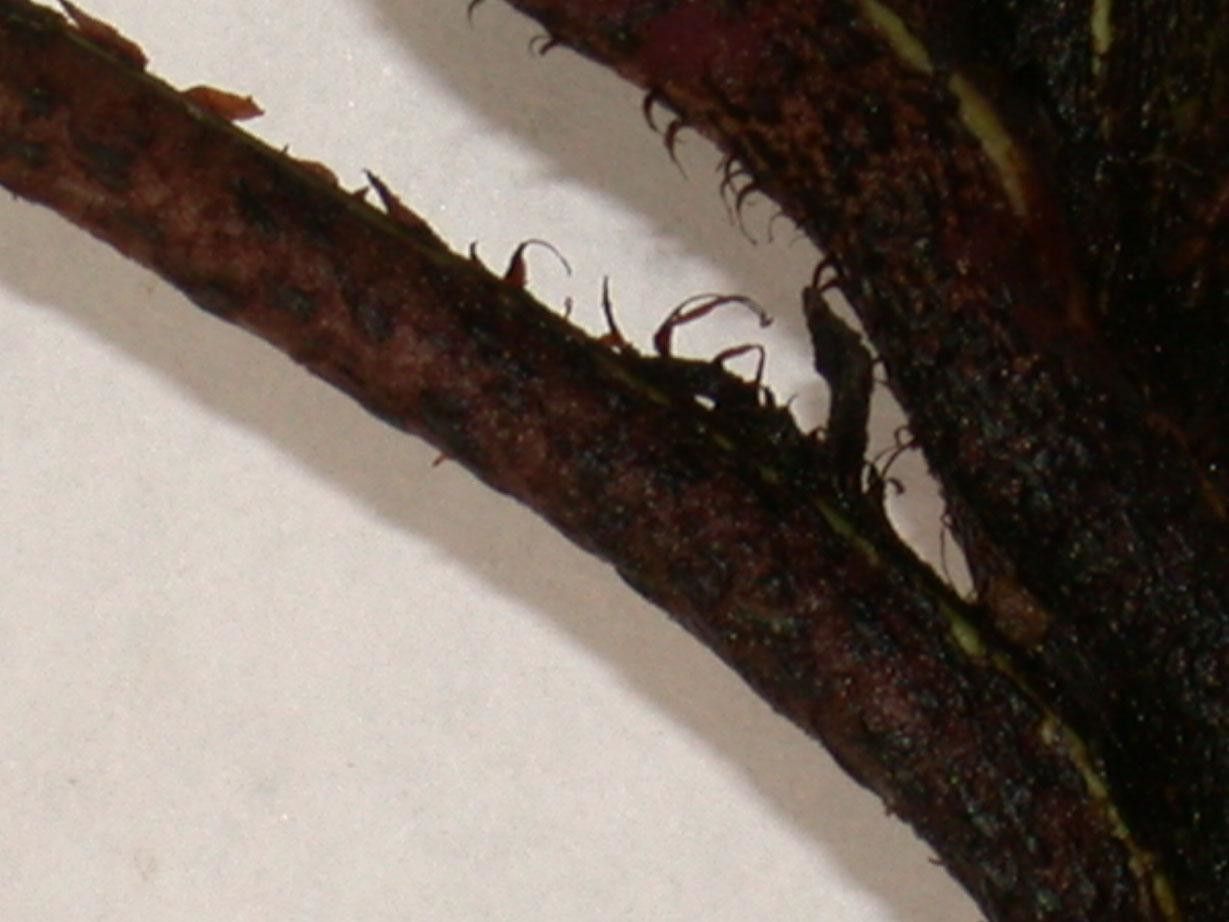 Lomariopsis japurensis bark