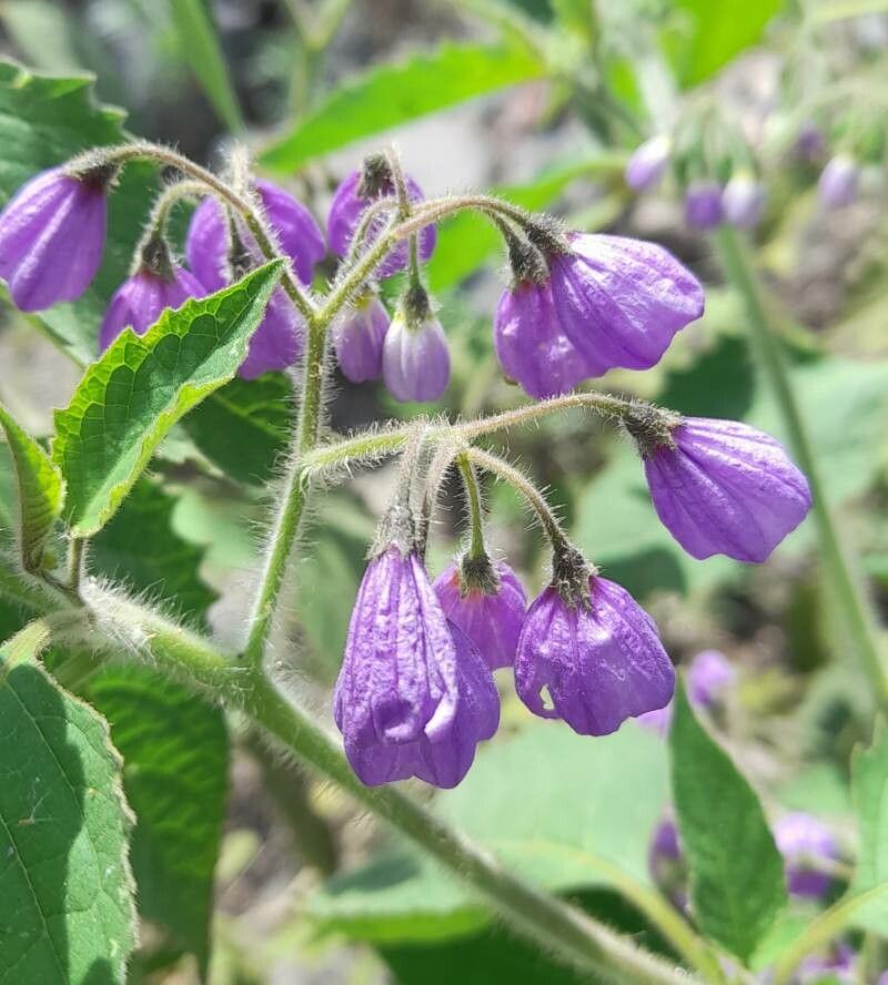 Solanum fiebrigii flower