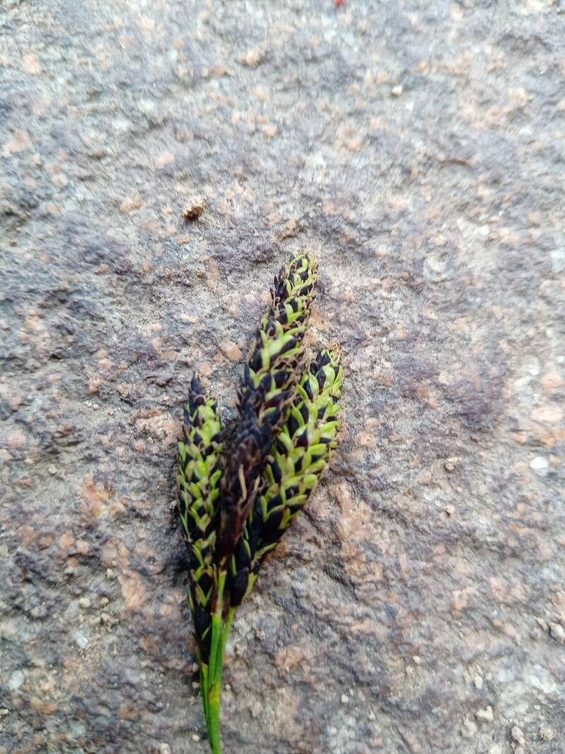 Carex aterrima flower