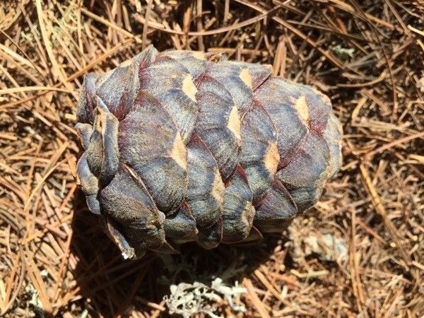 Pinus cembra fruit