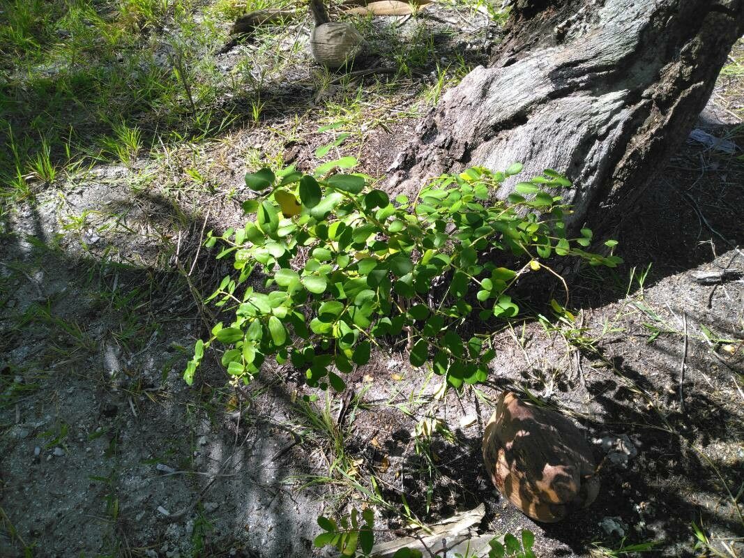Euphorbia fosbergi habit