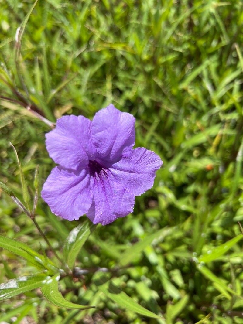 Ruellia nudiflora flower