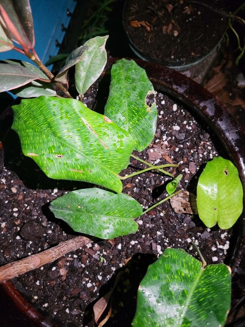 Goeppertia kegeljanii