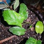 Goeppertia kegeljanii