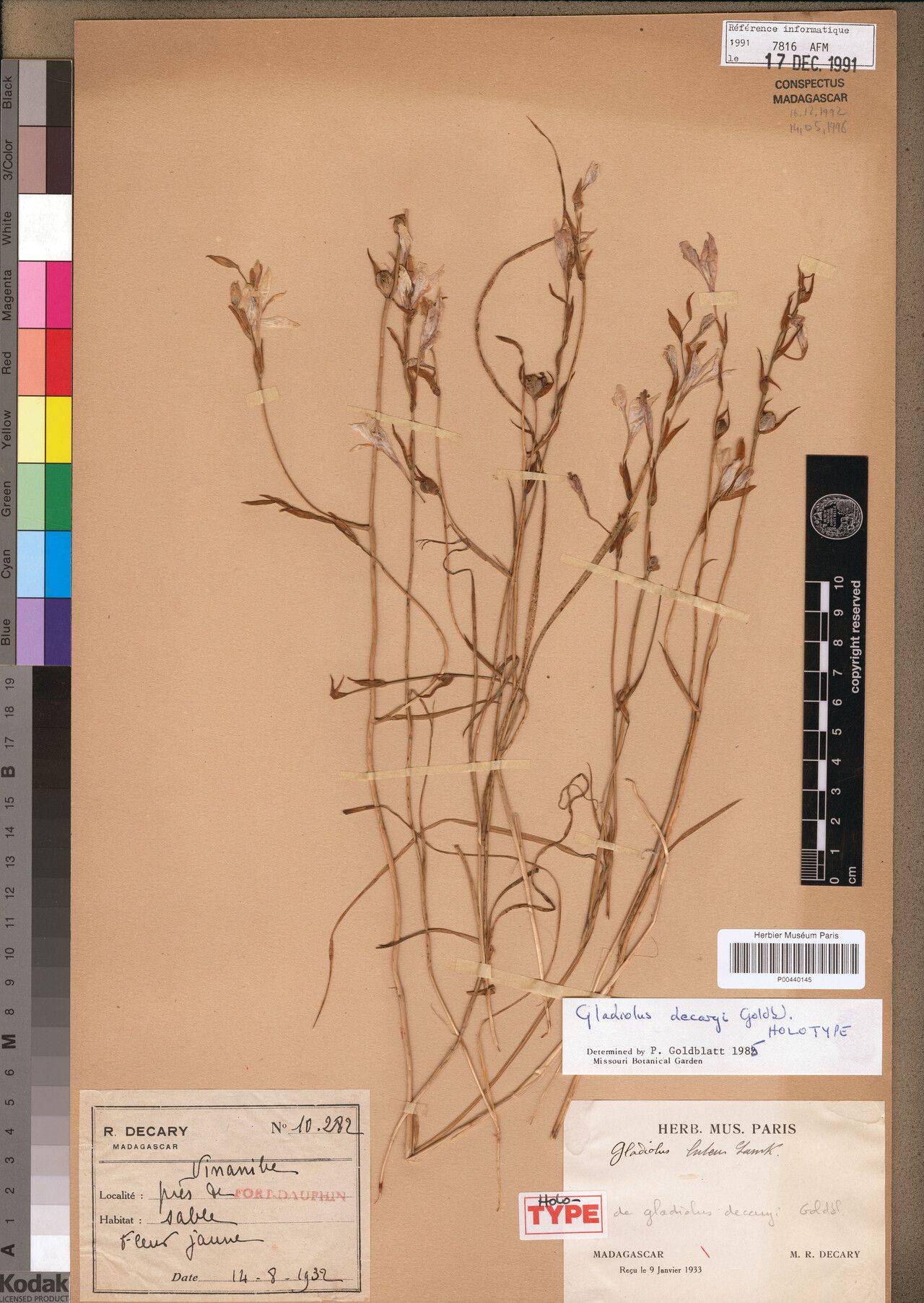 Gladiolus decaryi — search result for 'Gladiolus'