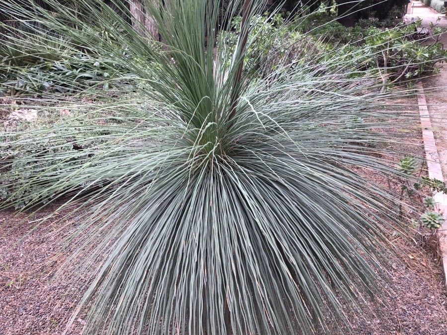 Xanthorrhoea glauca leaf