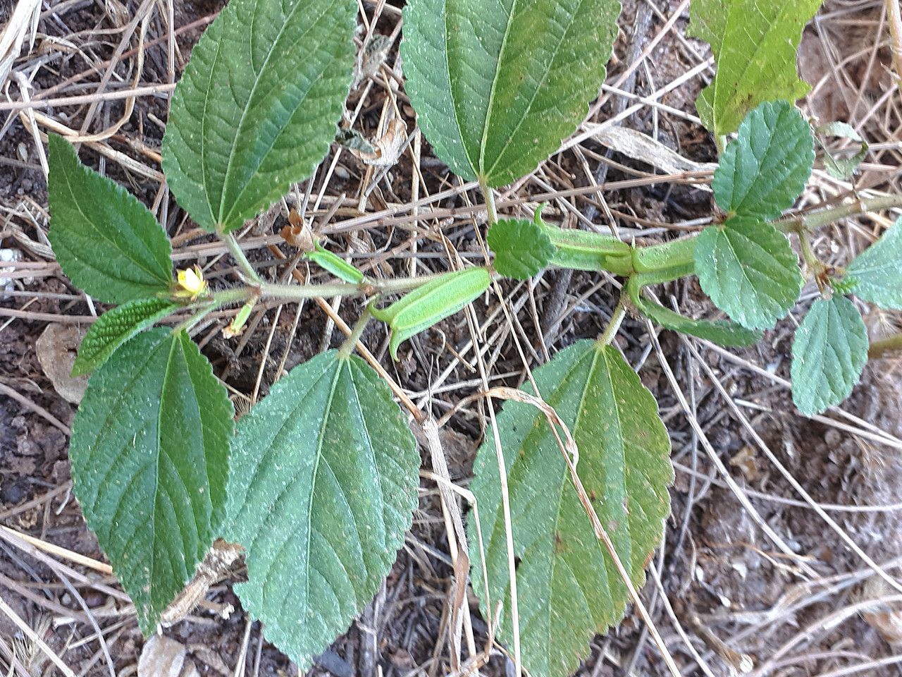 Corchorus aestuans fruit