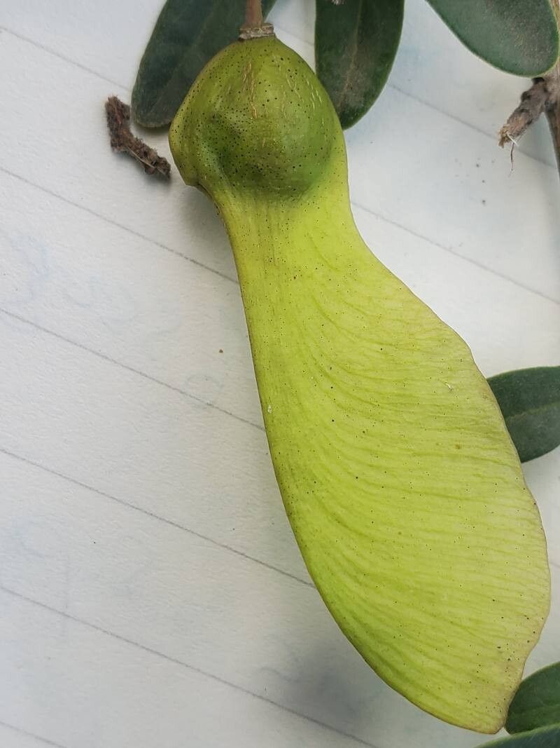 Securidaca longepedunculata fruit