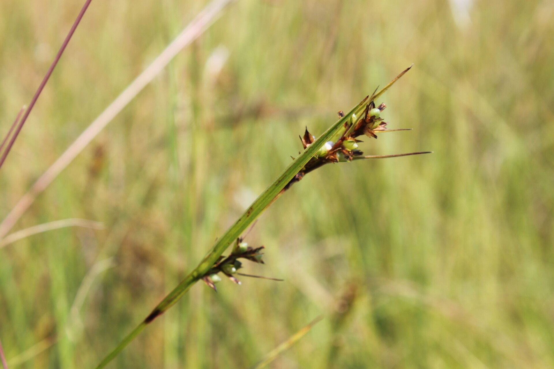 Scleria foliosa — houseplant care guide