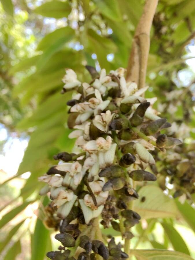Machaerium villosum — search result for 'Jacaranda'
