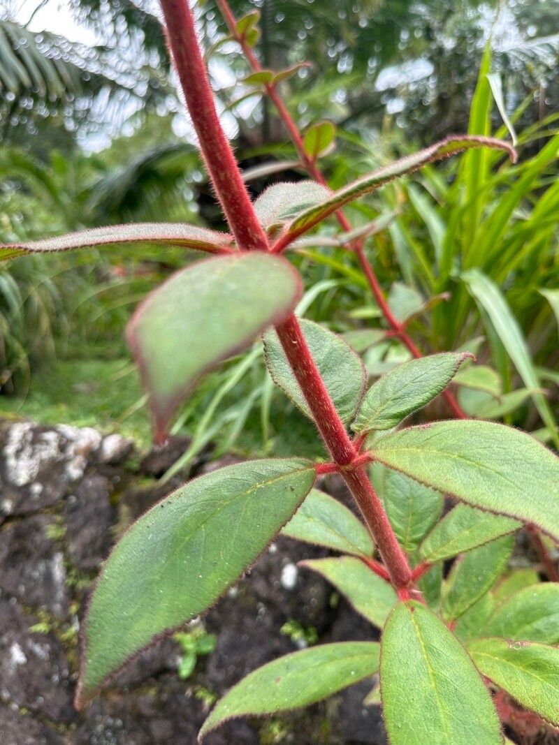 Kohleria allenii leaf