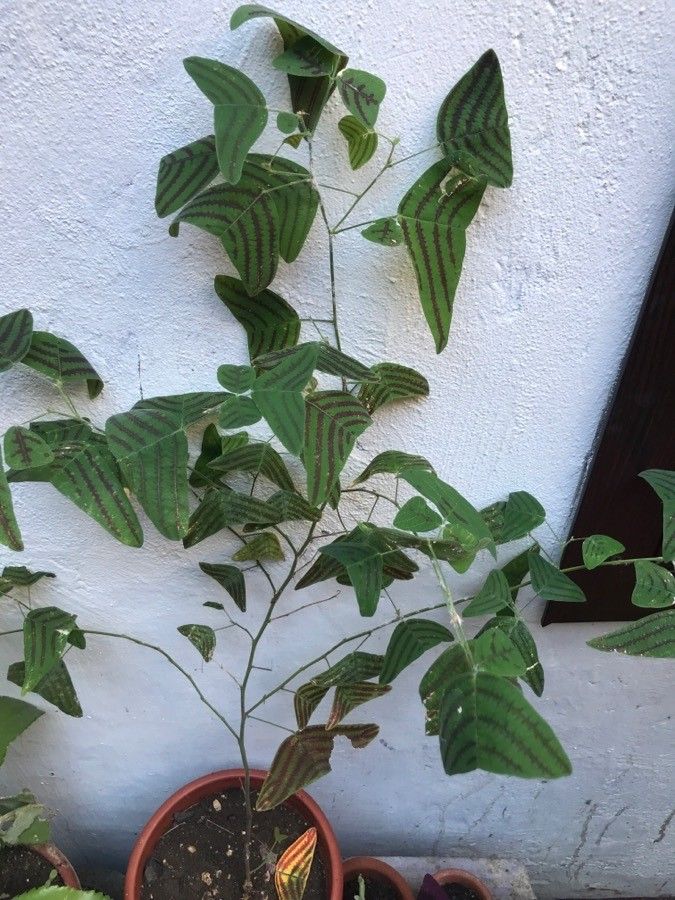 Christia obcordata — houseplant care guide