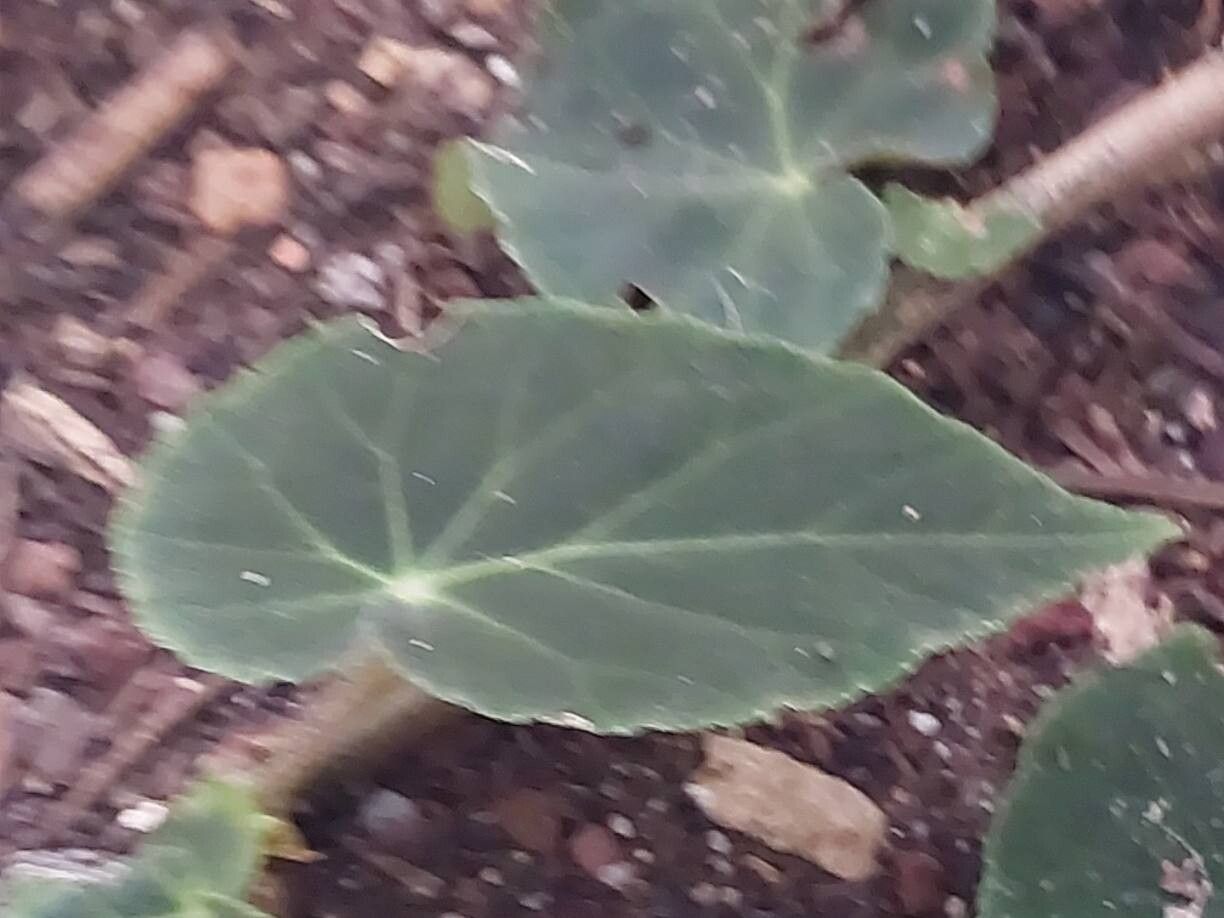 Begonia hammoniae leaf