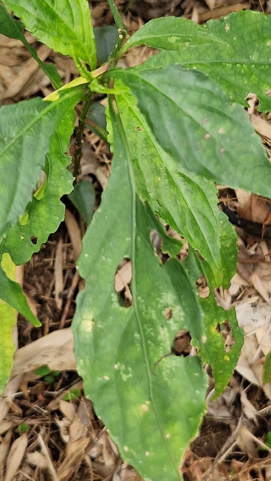 Strobilanthes flexicaulis leaf