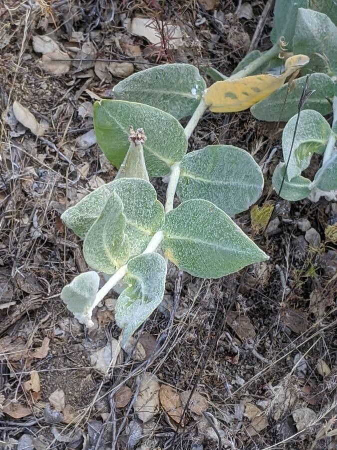 Asclepias californica — search result for 'Asclepias'
