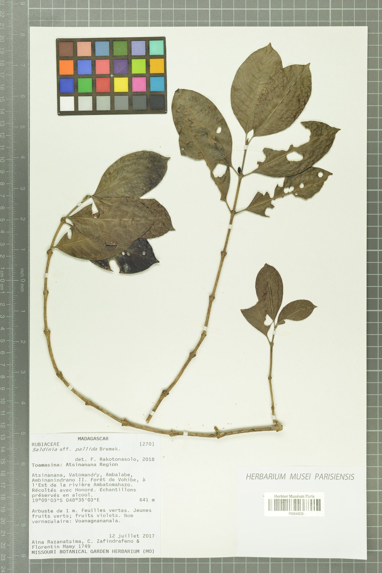 Saldinia pallida — houseplant care guide