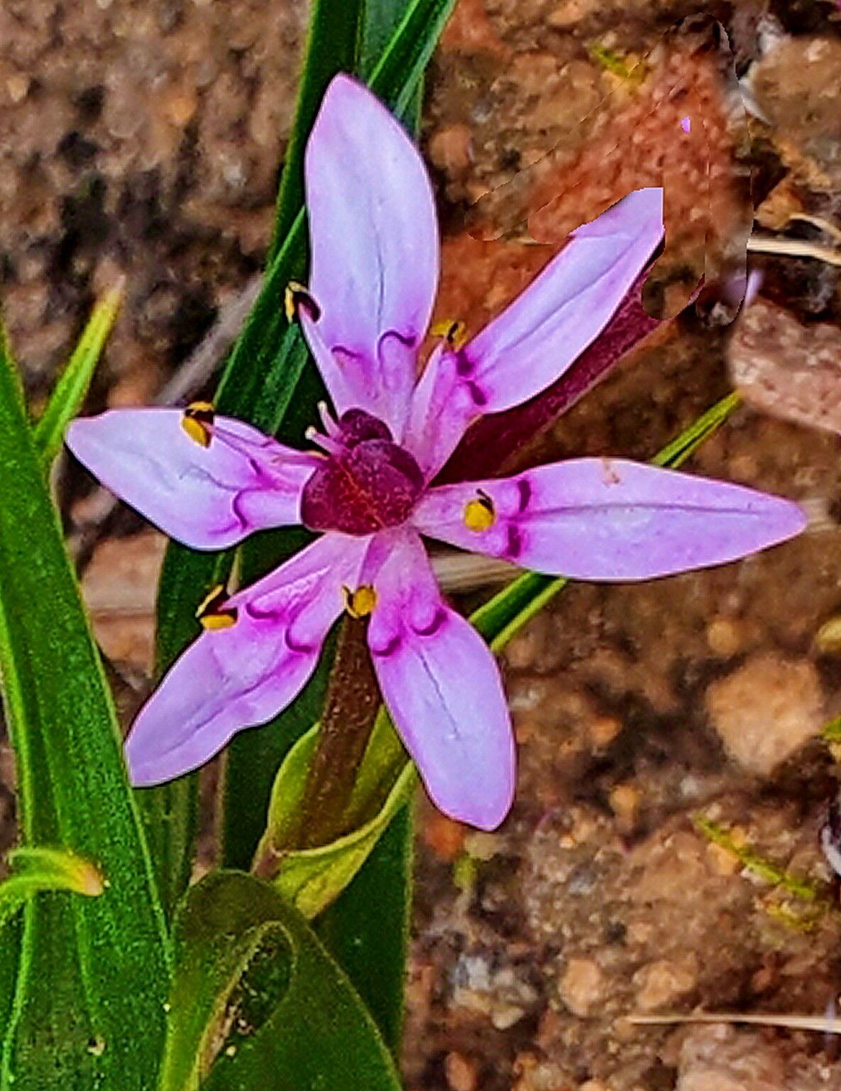Wurmbea australis — related species from the same genus