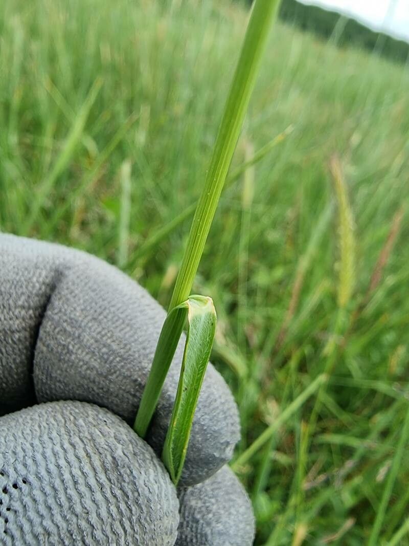 Hordeum secalinum leaf