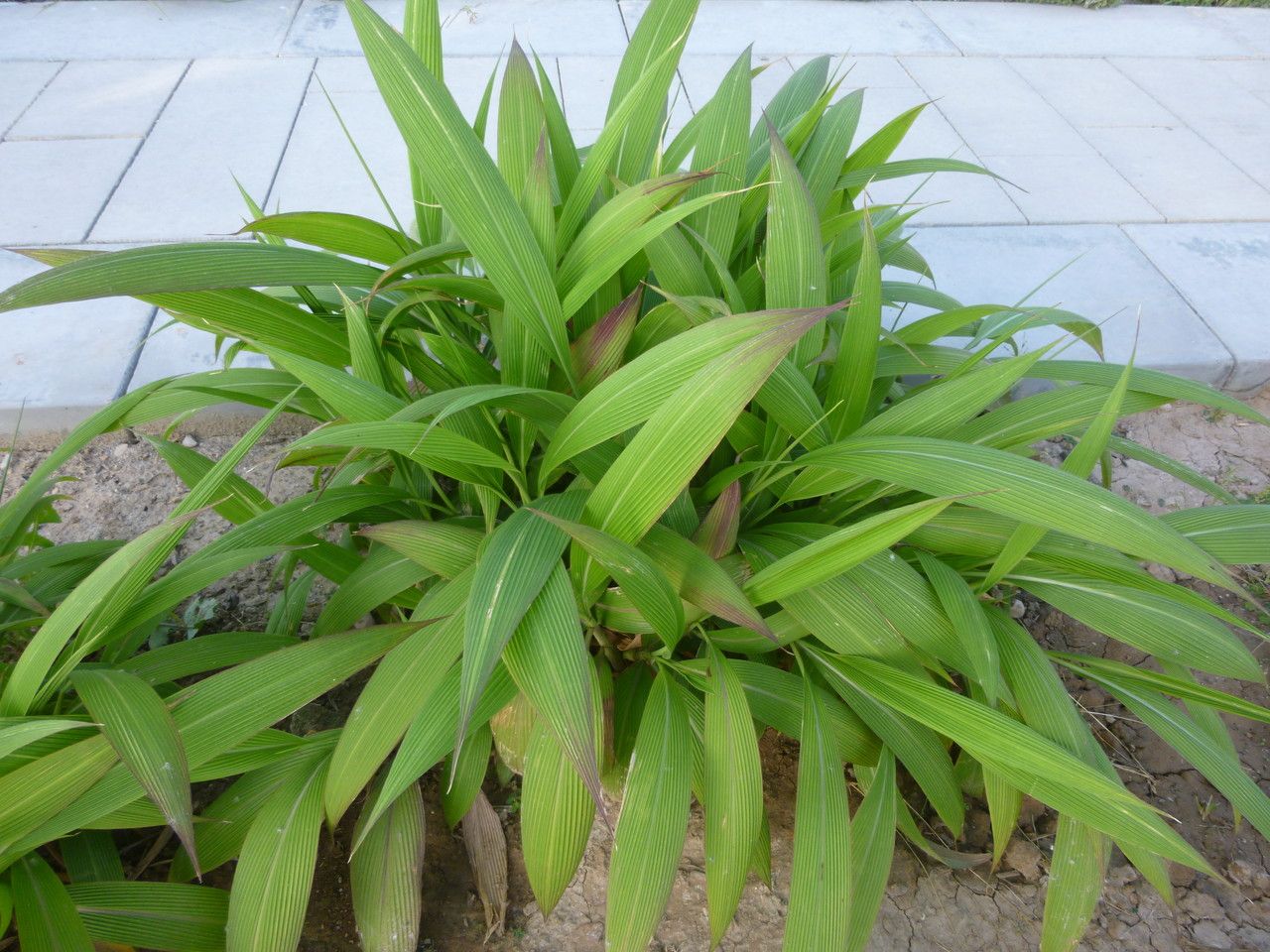 Panicum grande habit