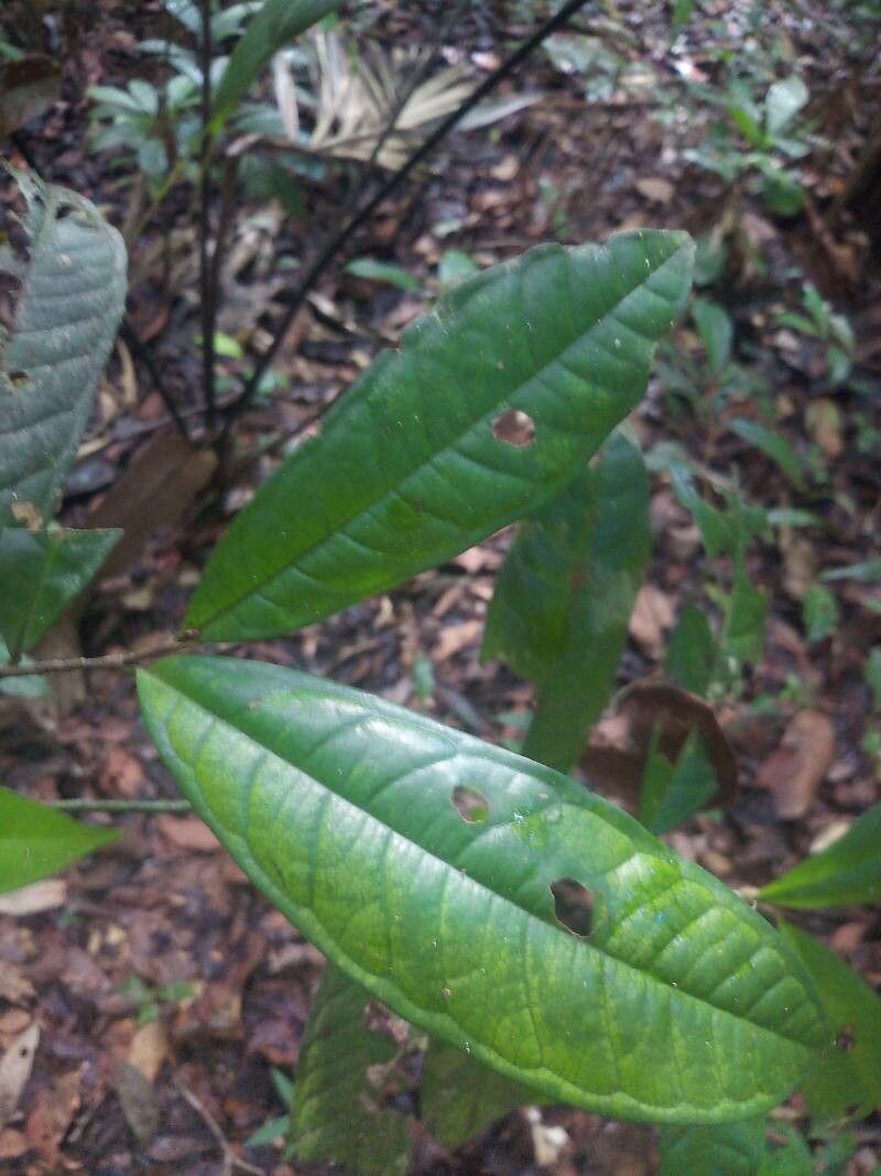 Duguetia cadaverica leaf