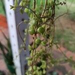 Plectranthus prostratus