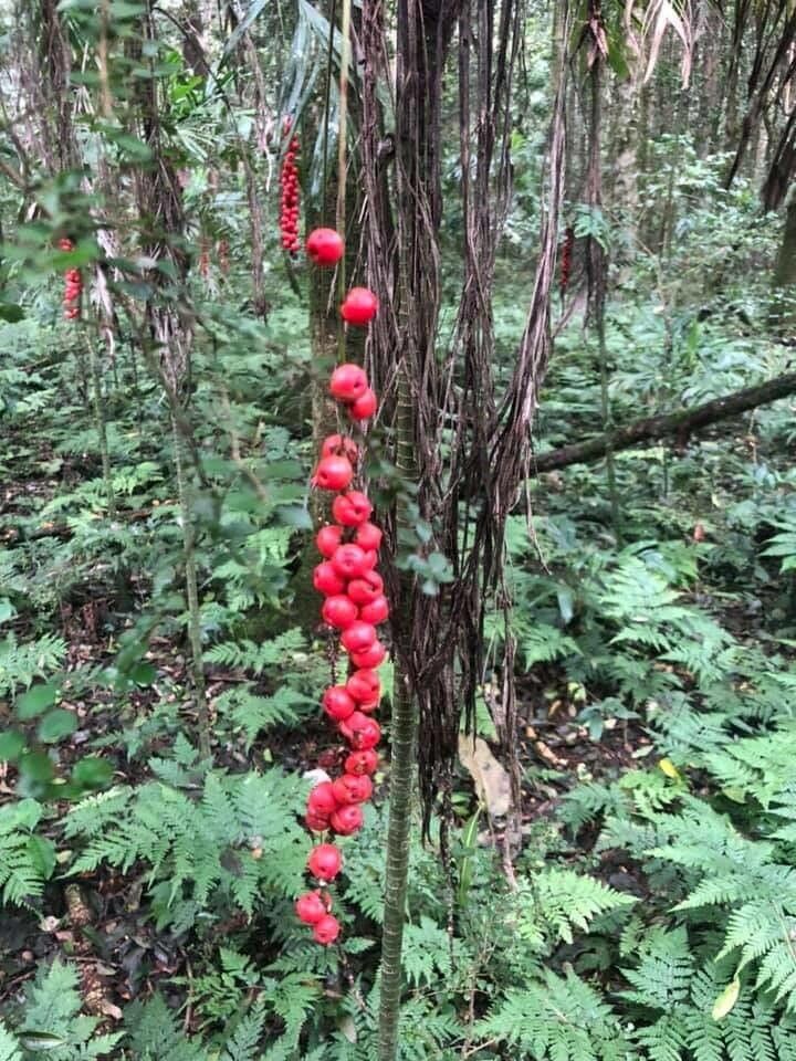Linospadix monostachyos fruit